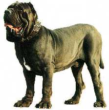 DOG ITALIAN 